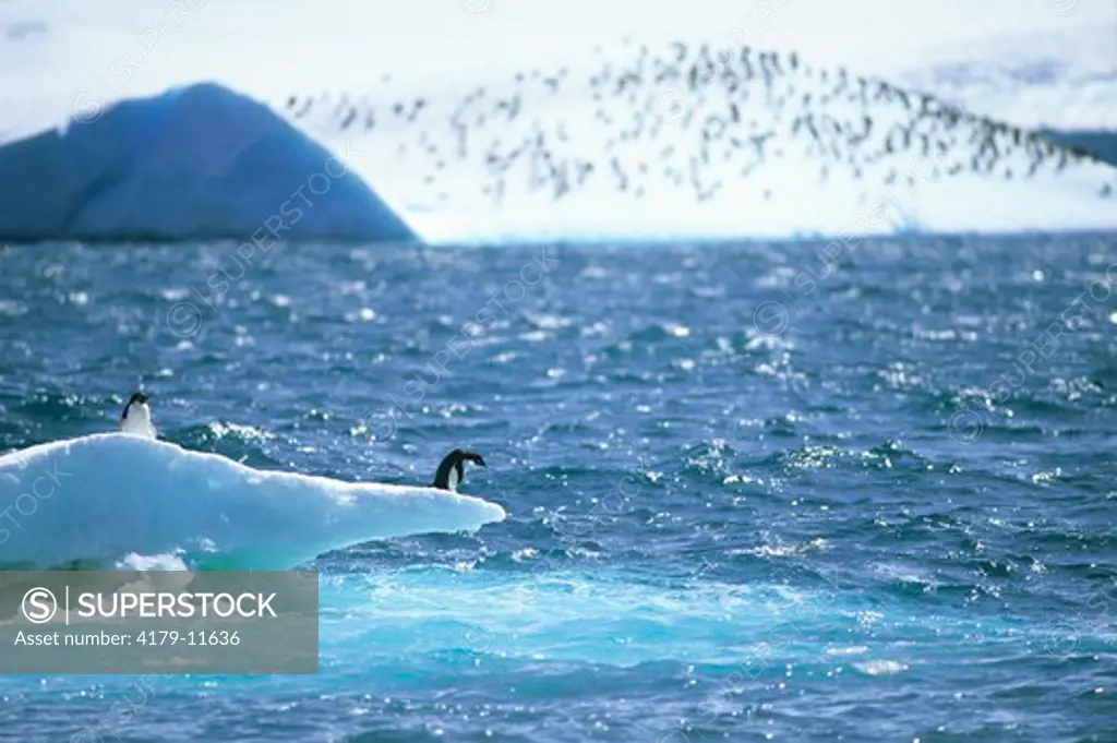 2 Adelie Penguins (Pygoscelis adeliae) on an iceberg, Antarctic Peninsula