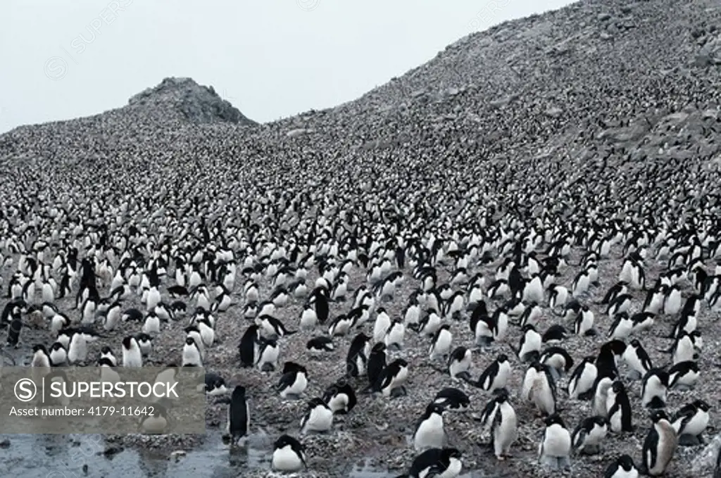Adelie Penguins (Pygoscelis adeliae), world's largest colony, Antarctica, Heroina Island
