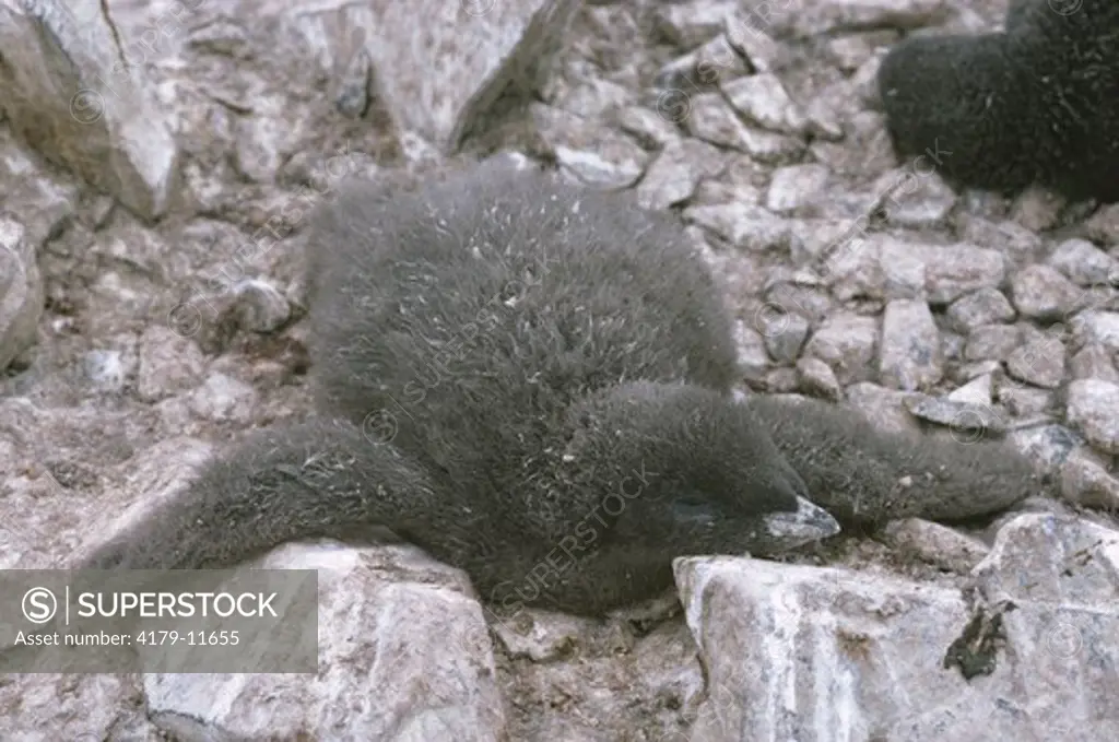 Adelie Penguin (Pygoscelis adeliae) Chick Sleeping, Anvers Isl., Antarctica