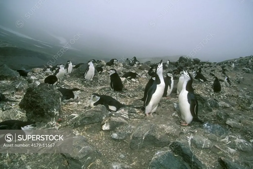 Chinstrap Penguin colony, (Pygoscelis antarctica), Antarctica