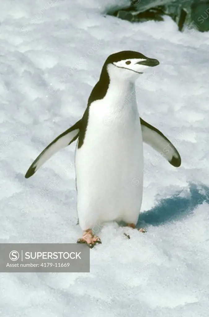 Chinstrap Penguin (Pygoscelis antarctica) Anvers Island, Antarctica