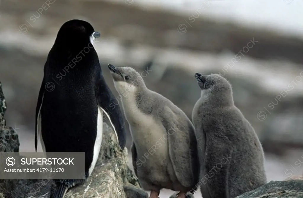 Chinstrap Penguin W Chicks (Pygoscelis Antarctica) Half Moon Island, South Shetland Islands, Antarctica  (6236'S/05955'W)