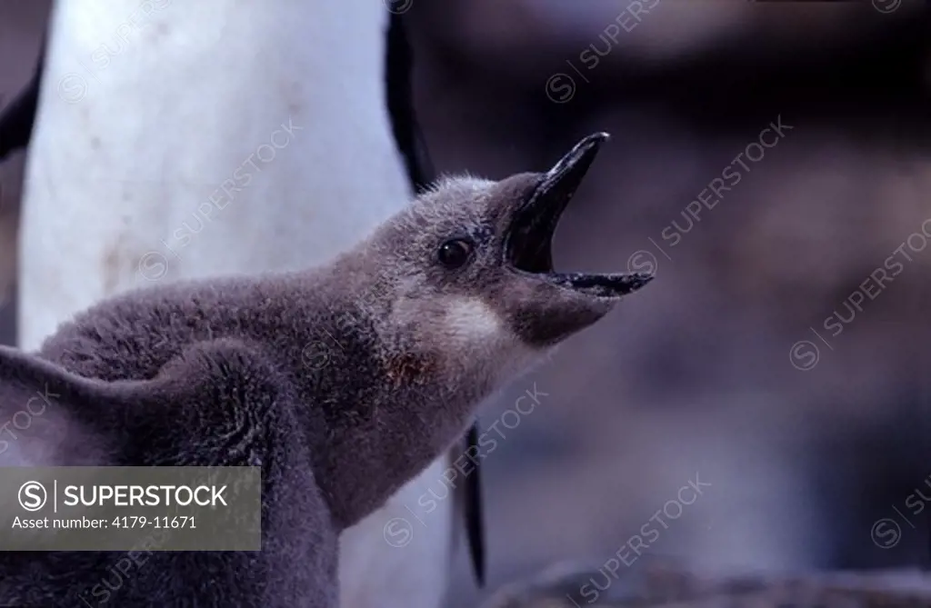 Chinstrap Penguin (Pygoscelis Antarctica) Chick Calling, Half Moon Island (6236'S/05955'W) South Shetland Islands, Antarctica