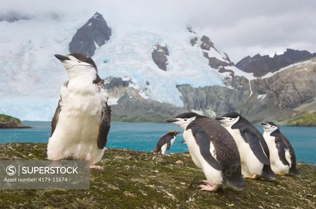 Chinstrap Penguins (Pygoscelis antarctica) and Macaroni Penguins (Eudyptes chrysolophus) together on mossy rock, with rocky cliffs and glacier in background, fall,  Salvesen Range; Smaaland Cove; Southern Ocean; Antarctic Convergance; South Georgia Island