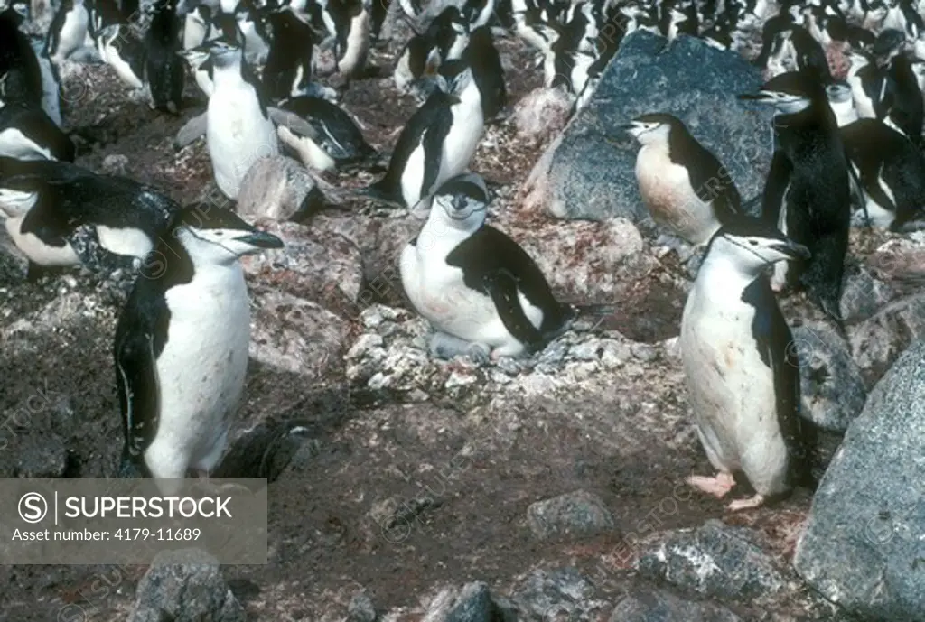 Chinstrap Penguins (Pygoscelis antarctica) Antarctica