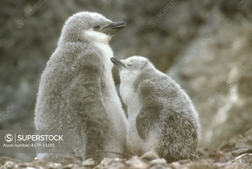 Chinstrap Penguin (Pygoscelis antarctica) chicks. Antarctica Peninsula