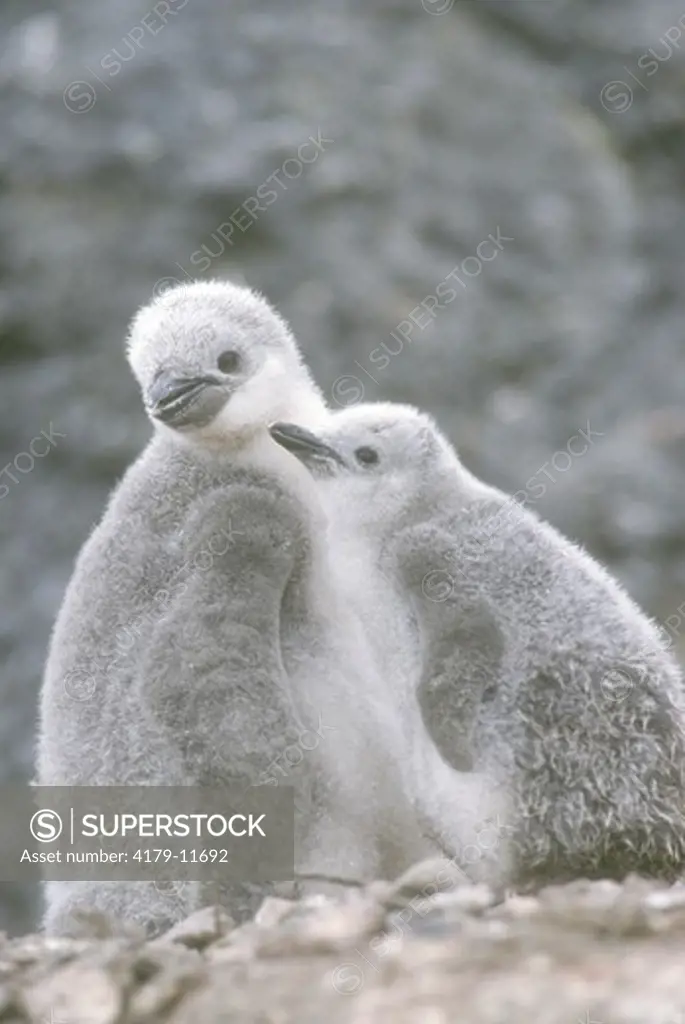 Chinstrap Penguin (Pygoscelis antarctica) chicks. Antarctica Pen