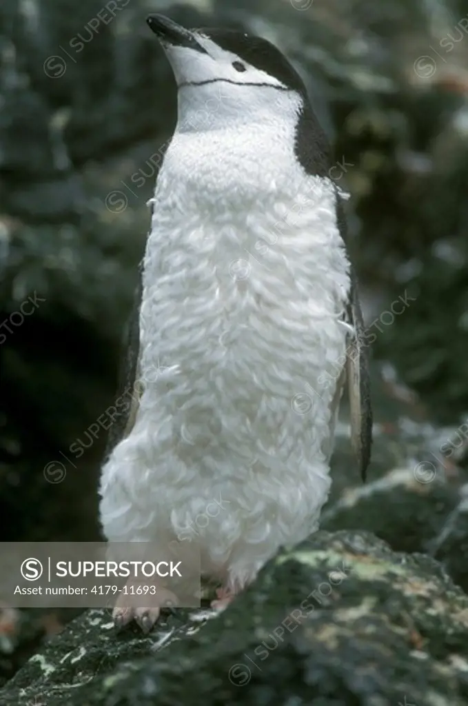 Chinstrap Penguin (Pygoscelis antarctica) moulting. Antarctica Pen
