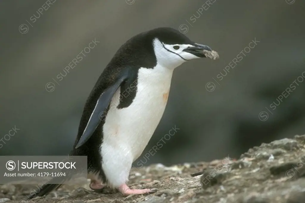 Chinstrap Penguin (Pygoscelis antarctica) carrying stones. Antarctica Pen