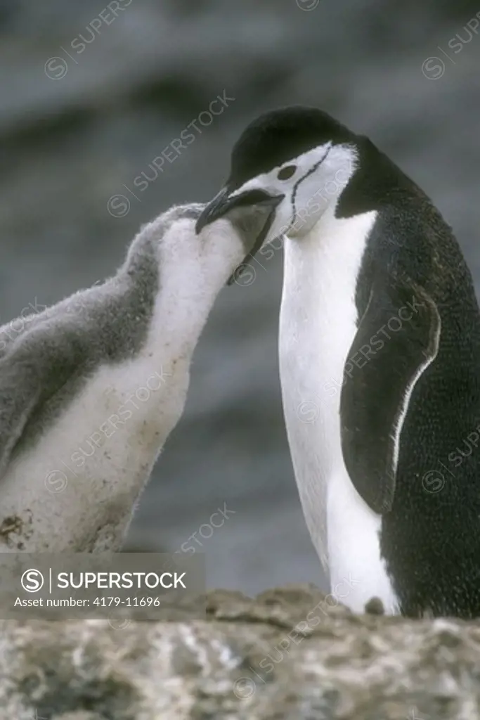 Chinstrap Penguin (Pygoscelis antarctica) feeding chick.  Antarctic Pen