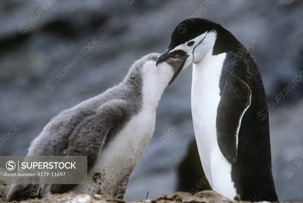 Chinstrap Penguin (Pygoscelis antarctica) feeding Chick, Antarctica Pen
