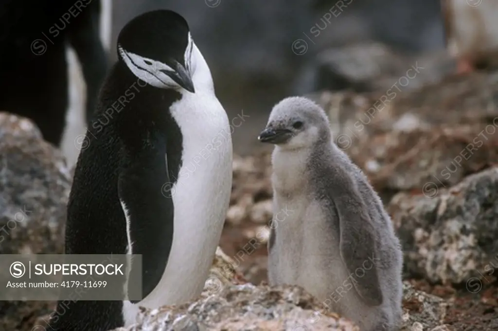 Chinstrap Penguin (Pygoscelis antarctica) with chick.  Antarctica Pen