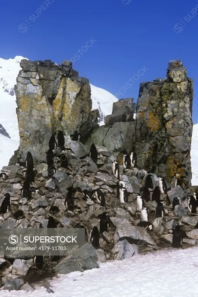 Chinstrap Penguins (Pygoscelis antarctica) Basaltic Turrets, Half Moon I., Antarctica