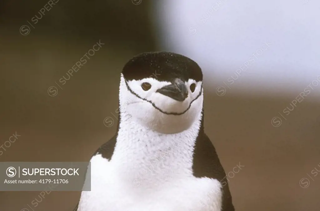 Chinstrap Penguin King George Island