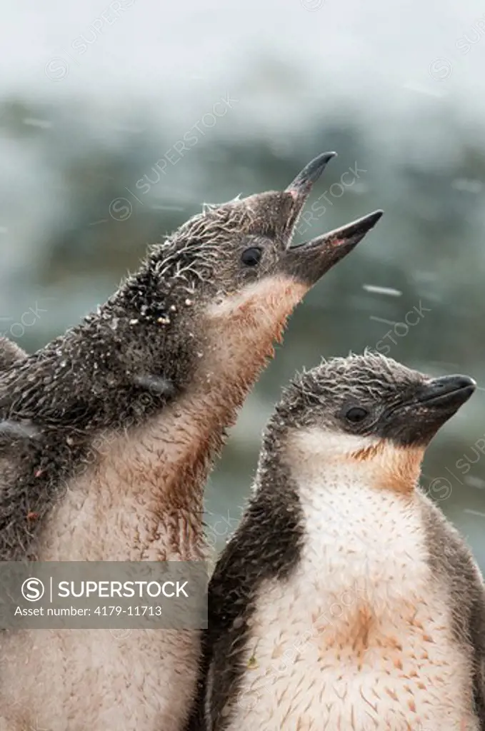 Chinstrap Penguin chicks on Hydrurga Island in the Antarctic Peninsula