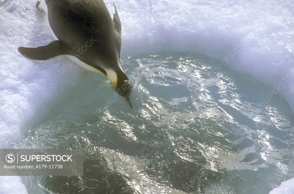 Emperor Penguin diving in water (Aptenodytes forsteri) Western Ross Sea, Antarctica