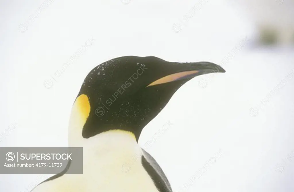 Emperor Penguin (Aptenodytes forsteri) raised habal crest irritation Western Ross Sea, Antarctica