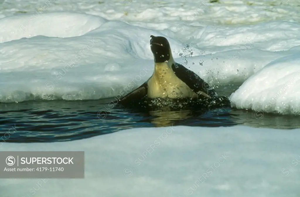 Emperor Penguin in water (Aptenodytes forsteri) Western Ross Sea, Antarctica