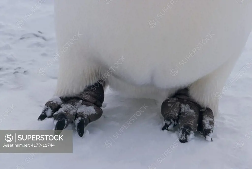 Emperor Penguin Feet (Aptenodytes forsteri) Snow Hill I., Antarctica