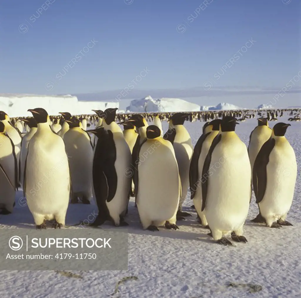 Emperor Penguin (Aptenodytes forsteri) Cape Roget, Antarctica
