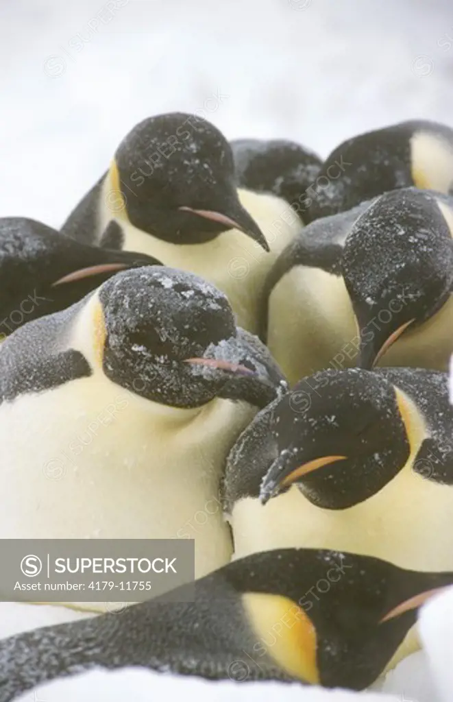 Emperor Penguins storm huddle (Aptenodytes forsteri) Western Ross Sea, Antarctica