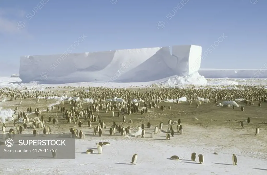 Emperor Penguins (Aptenodytes forsteri) Western Ross Sea, Antarctica