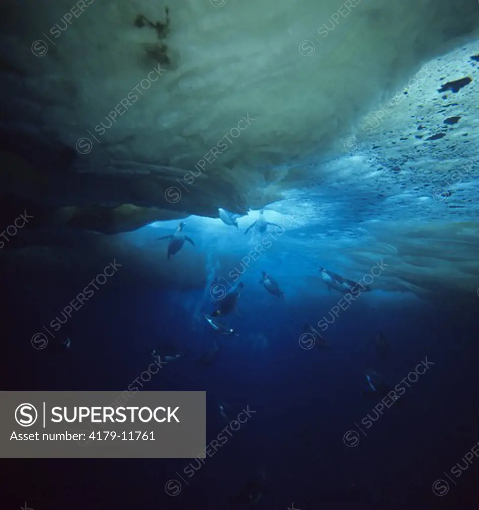 Emperor Penguins underwater (Aptenodytes forsteri) Western Ross Sea, Antarctica