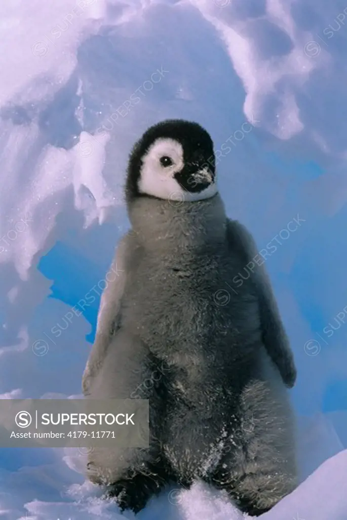 Emperor Penguin Chick (Aptenodytes forsteri) Antarctica