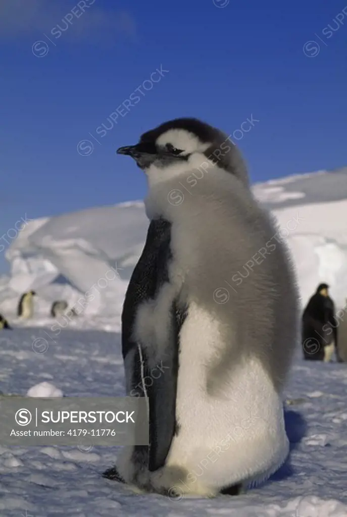 Emperor Penguin Chick molting (Aptenodytes forsteri) Antarctica