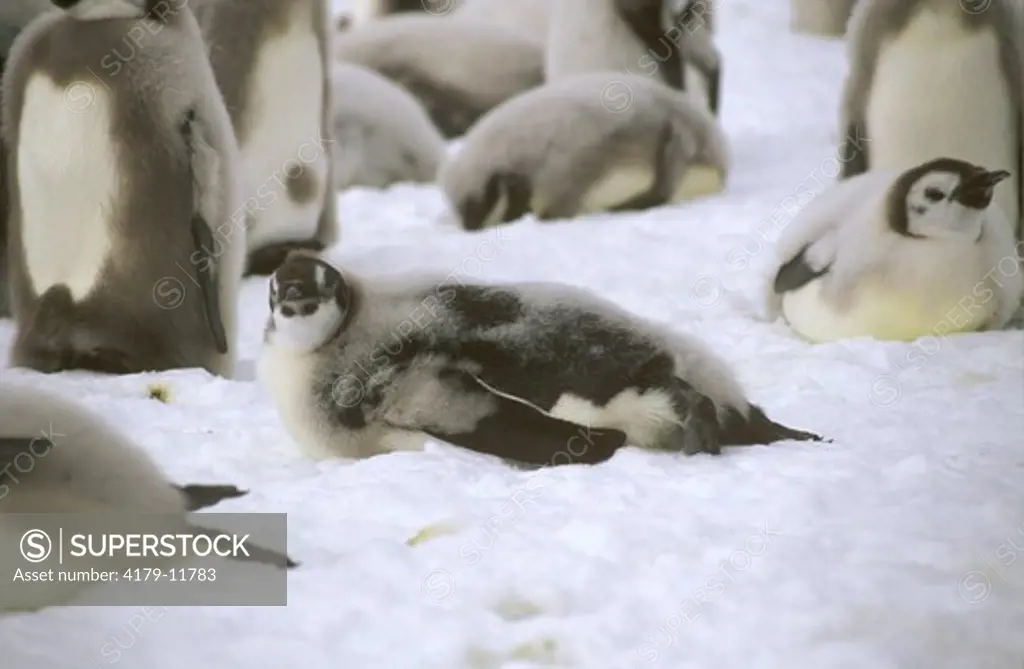 Emperor Penguin chicks (Aptenodytes forsteri) Western Ross Sea, Antarctica departure assmebly