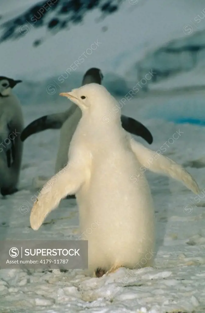 Emperor Penguin leucistic chick (Aptenodytes forsteri) Western Ross Sea, Antarctica