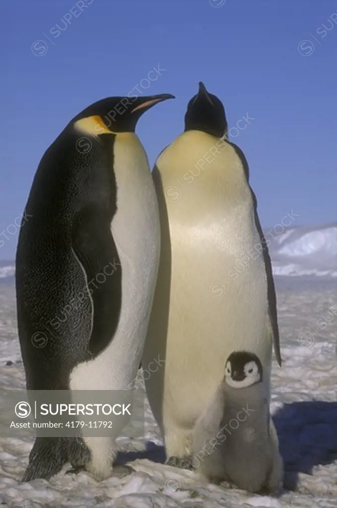 Emperor Penguin Family (Aptenodytes forsteri) Antarctica