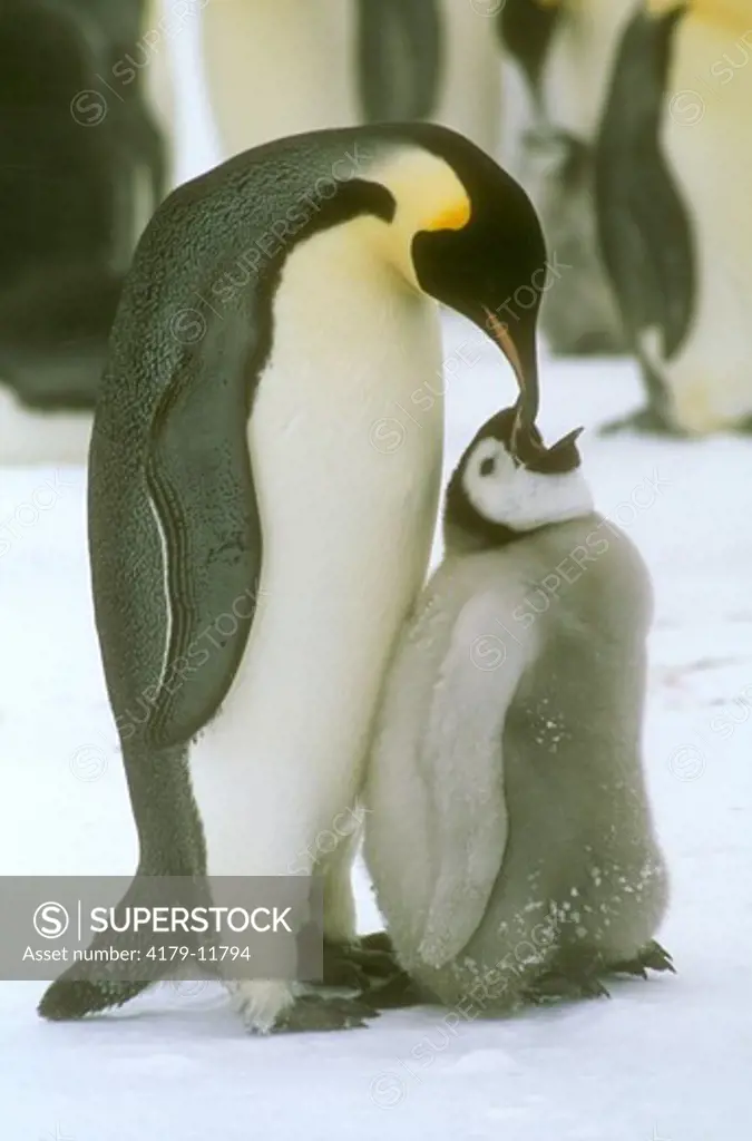 Emperor Penguin feeding chick (Aptendytes forsteri), No Name Rookery, Antarctica