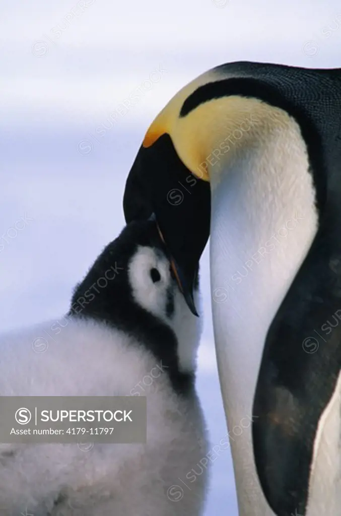 Emperor Penguin feeding Chick, Weddell Sea, Antarctica (Aptenodytes forsteri)