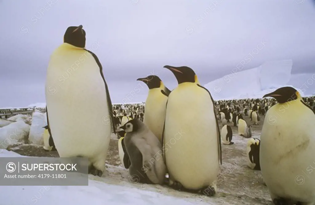 Emperor Penguin w/ young  (Aptenodytes forsteri) Western Ross Sea, Antarctica