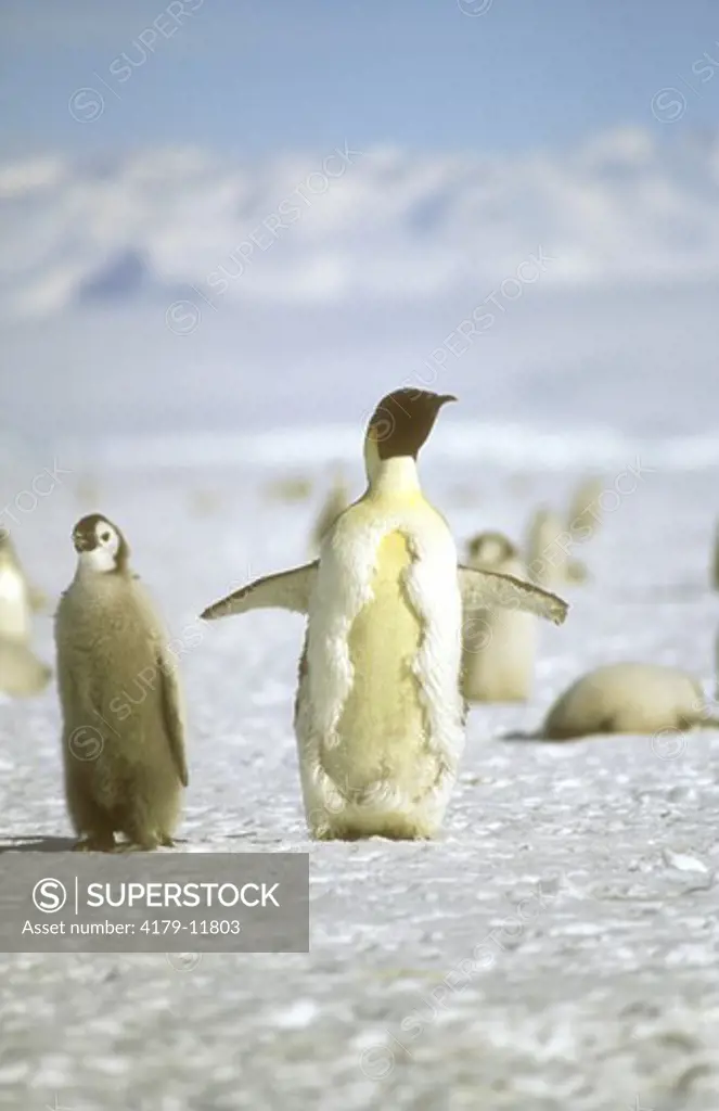 Emperor Penguin molting adult/pre-molt chick, W Ross Sea, Antarctica (Aptenodytes forsteri)
