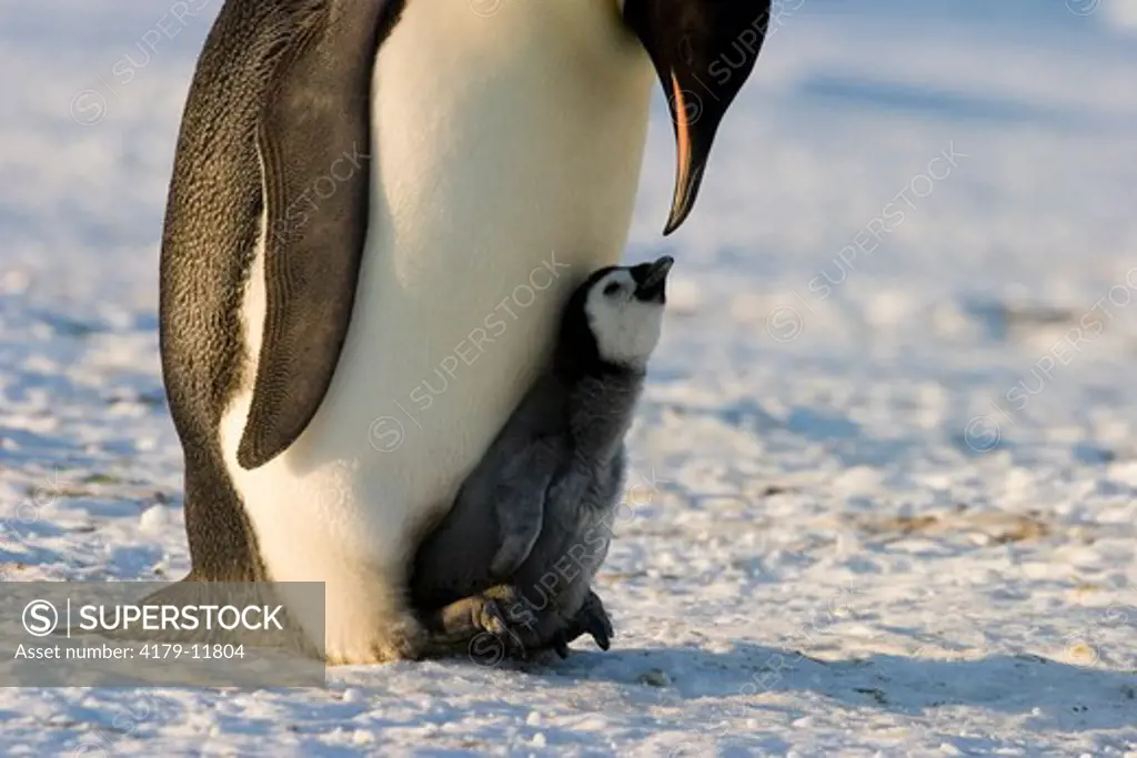 Emperor penguin (Aptenodytes forsteri) brooding chick Western Ross Sea colony, Antarctica