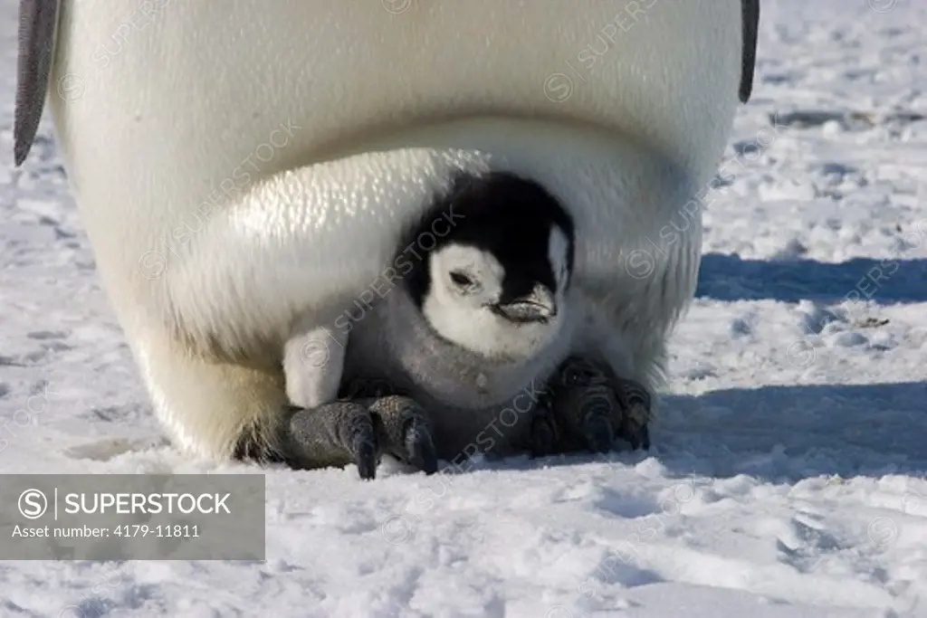 Emperor penguin (Aptenodytes forsteri) brooding chick, foot support, Western Ross Sea colony, Antarctica