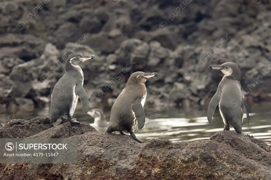 Galapagos penguins, Spheniscus mendiculus, near Puerto Villamil, Isabela Island, Galapagos, Ecuador