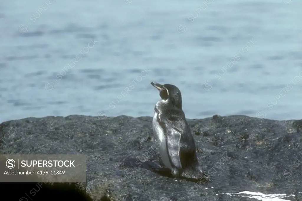 Adult Galapagos Penguin (Spheniscus mendiculus) Bartolome Island, Galapagos