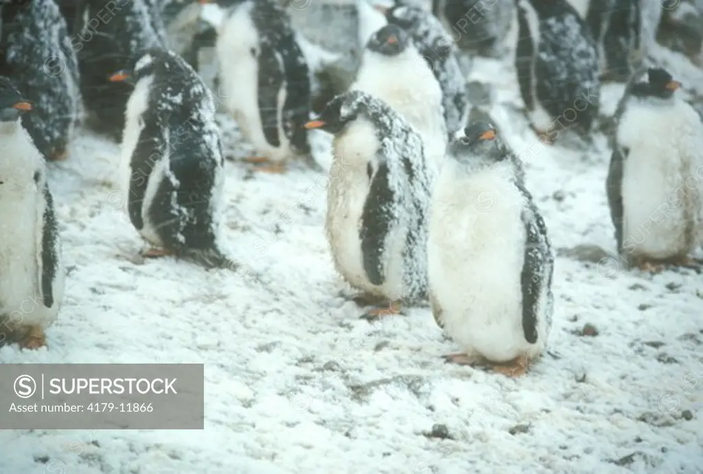 Gentoo Penguins in Snowstorm (Pygoscelis papua) Paradise Bay, Antarctica