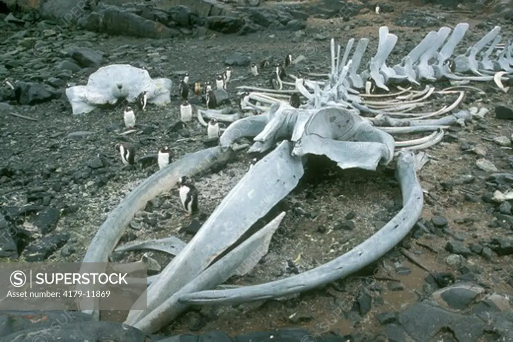 Gentoo Penguins and Whale Bones (Pygoscelis papua), Jougla Point, Antarctica