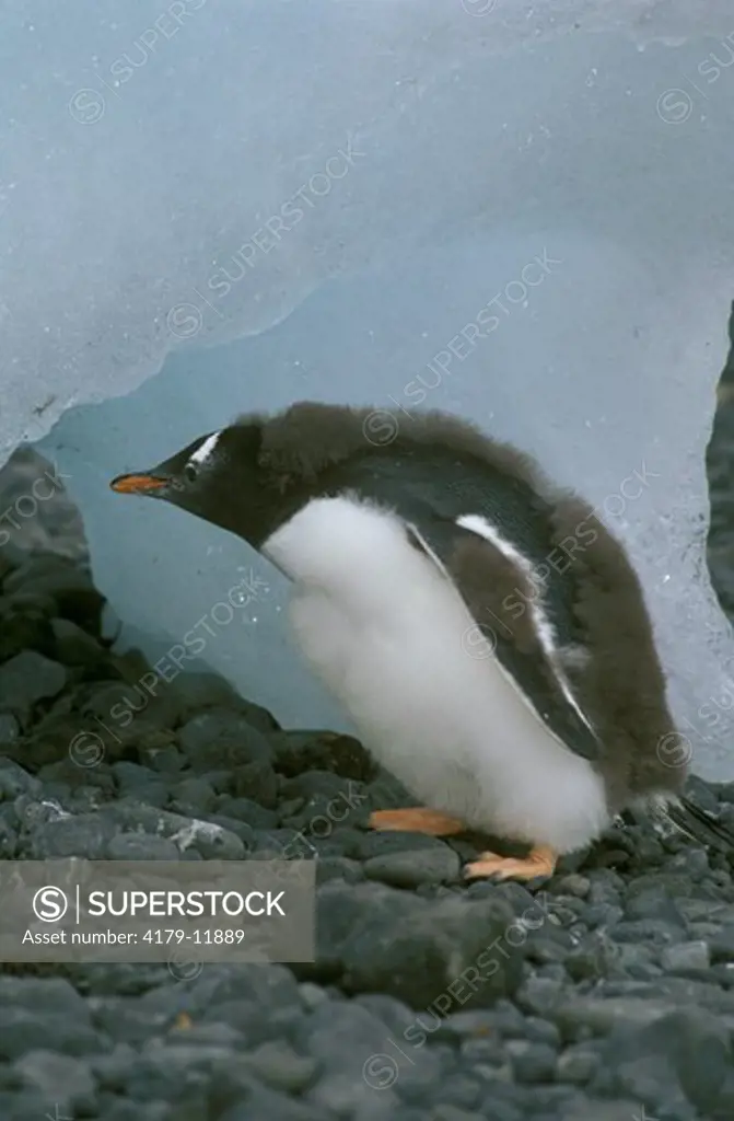 Gentoo Penguin Chick emerging from its cave Antarctic Peninsula