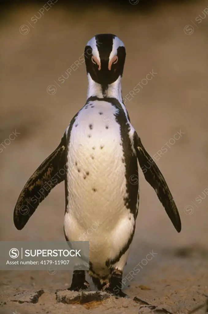 Jackass Penguin (Speniscus demersus) Simon's Town, S. Africa
