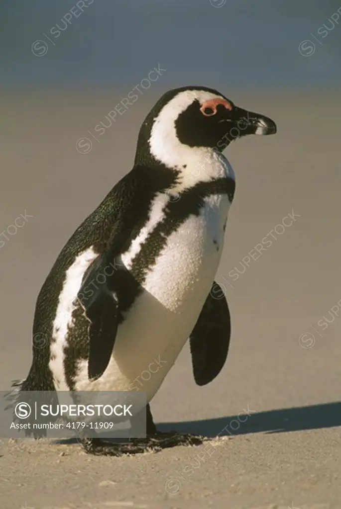 Jackass Penguin (Spheniscus demersus) Simon's Town South AfricaA