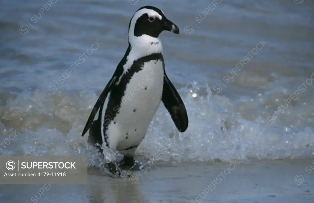 Jackass Penguin (Spheniscus demersus) South Africa