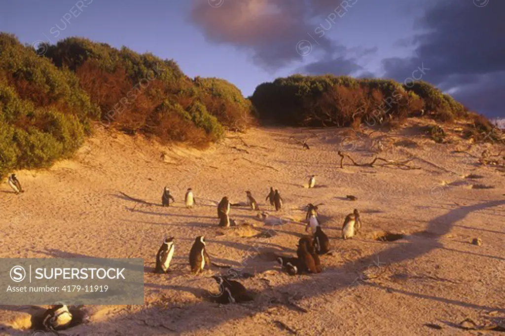 Jackass Penguin (Spheniscus demersus) Simon's Town, S. Africa