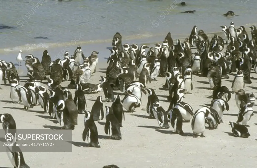 Jackass Penguins on the Beach (Spheniscus demersus) South Africa
