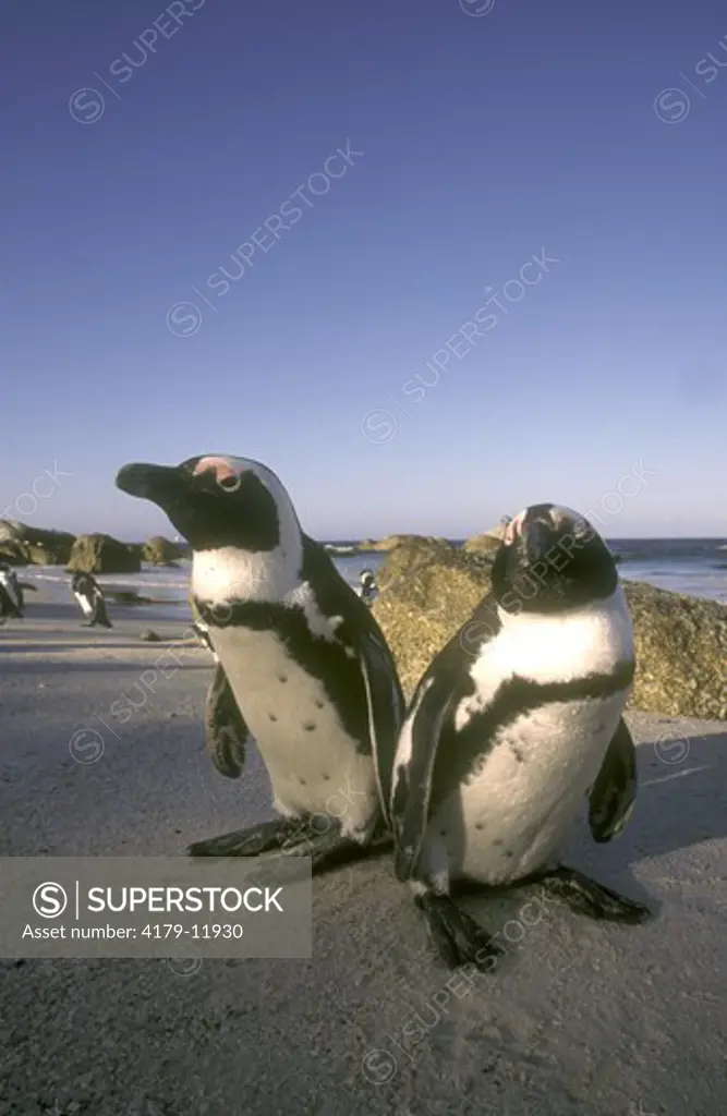 Jackass Penguin (Spheniscus demersus), The Boulders, Simonstown, Cape, RSA