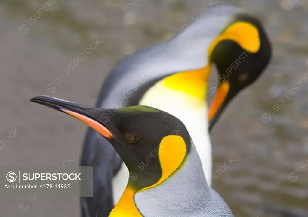 Two King penguins (Aptenodytes patagonicus) adults preening on beach, early fall,  Elsehul, Southern Ocean, Antarctic Convergance; South Georgia Island
